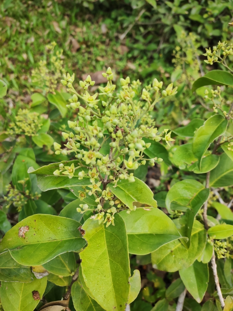 Loeseneriella merrilliana