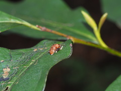 Asiophrida scaphoides