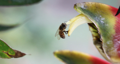 Apis mellifera