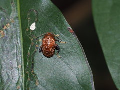 Asiophrida scaphoides