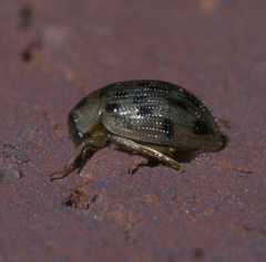 Berosus pantherinus