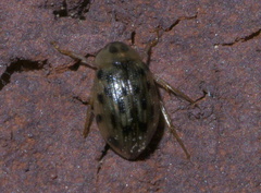 Berosus pantherinus