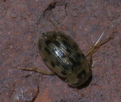Berosus pantherinus