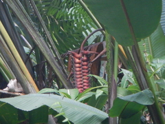 Heliconia mariae