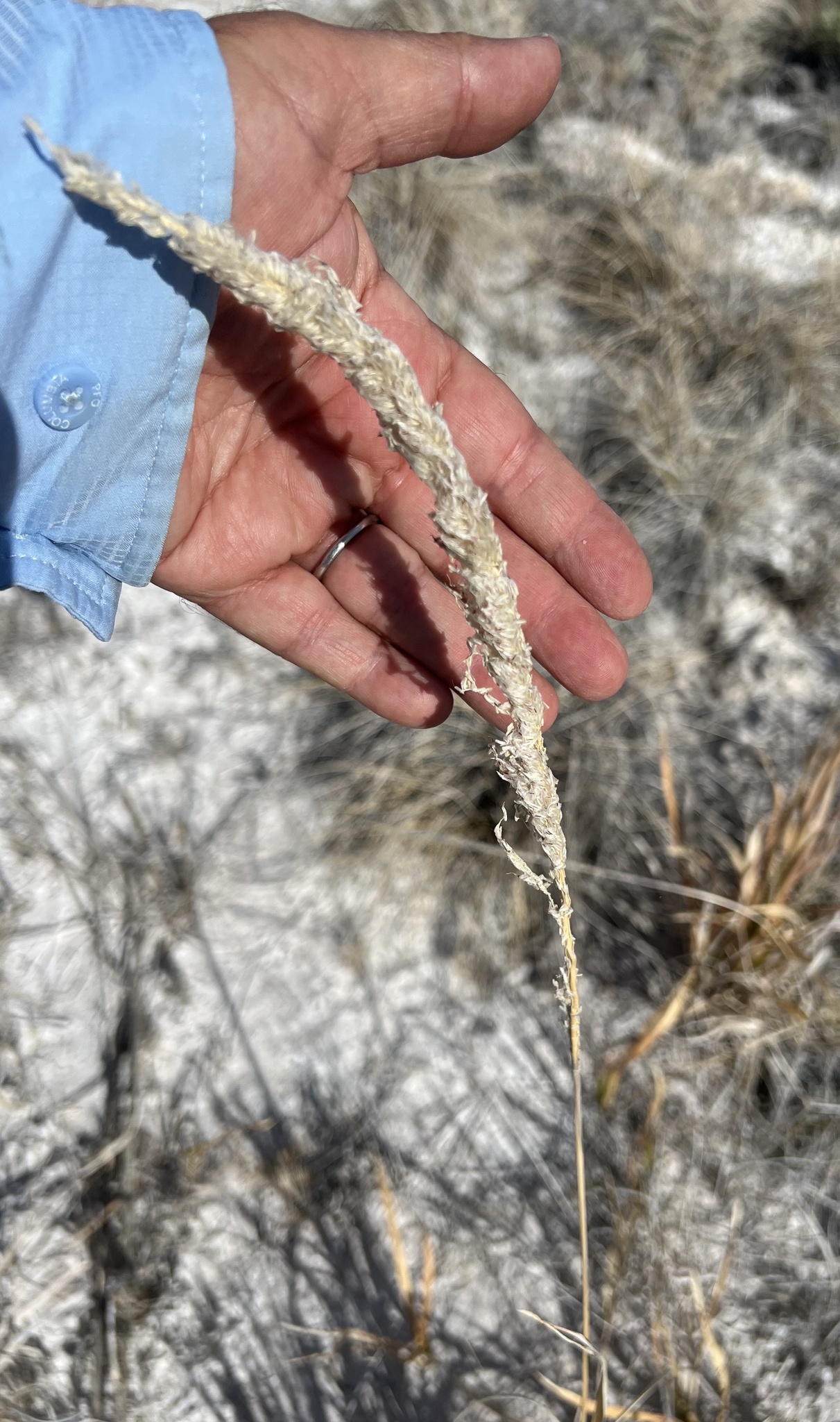 California Satintail (Imperata brevifolia)