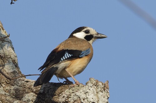 Eurasian Jay