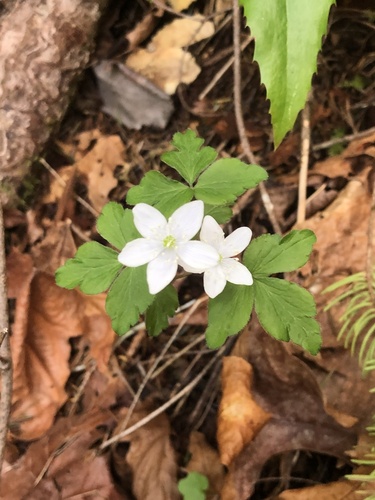 Oregon anemone (Anemonoides oregana)