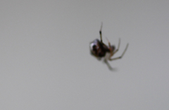 Araneae