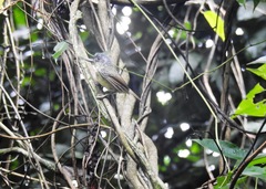 Dysithamnus stictothorax