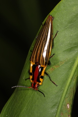 Semiotus imperialis