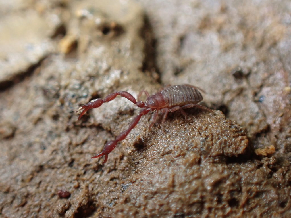 Southeastern Cave Pseudoscorpion