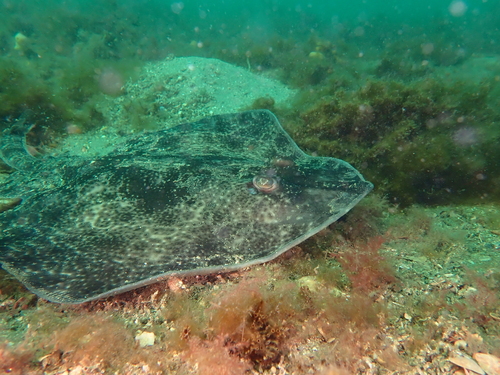 Australian thornback skate (Dentiraja lemprieri) — Rajidae — 4