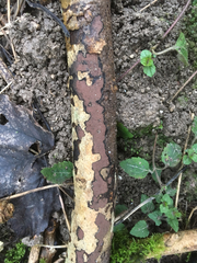 Biscogniauxia nummularia