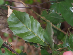 Lithocarpus konishii