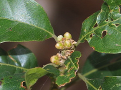 Lithocarpus konishii