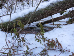 Chamaedaphne calyculata