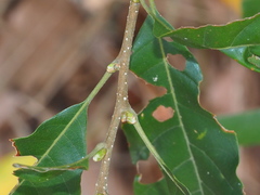 Lithocarpus konishii