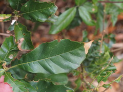 Lithocarpus konishii