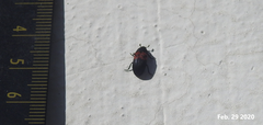 Dermestes vorax