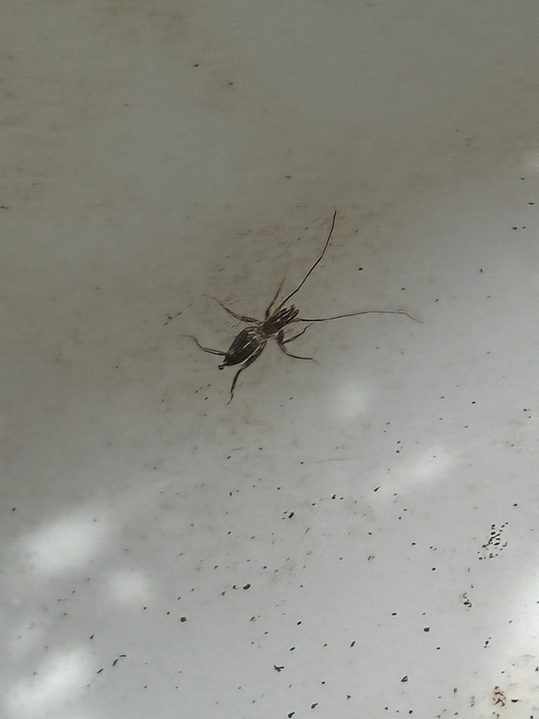 Orientzomus sawadai