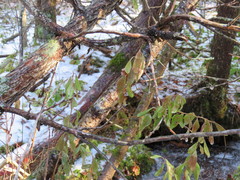 Chamaedaphne calyculata