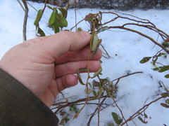 Chamaedaphne calyculata