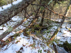 Chamaedaphne calyculata