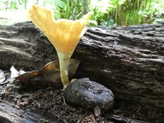 Pleurotus tuber-regium