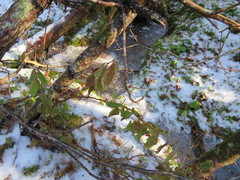 Chamaedaphne calyculata