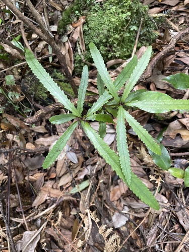 Tāwari (Ixerba brexioides)