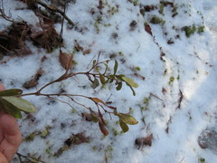 Chamaedaphne calyculata