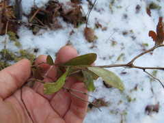 Chamaedaphne calyculata
