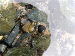 Pagurus novizealandiae