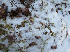 Chamaedaphne calyculata