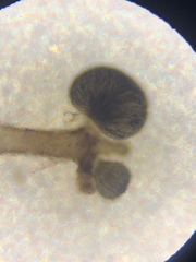 Chaenothecopsis pusiola