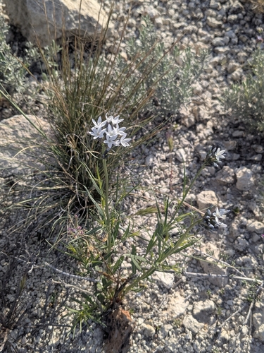 Palmer's bluestar (Amsonia palmeri)