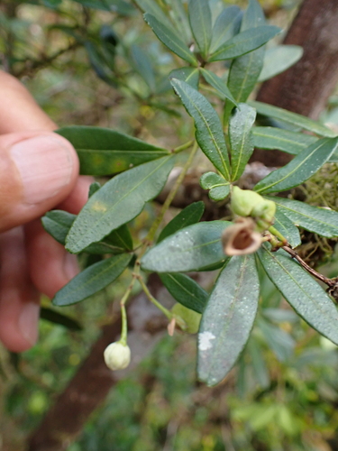 whity wood (Acradenia frankliniae)