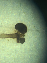 Chaenothecopsis pusiola