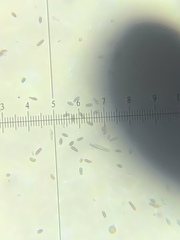 Chaenothecopsis pusiola