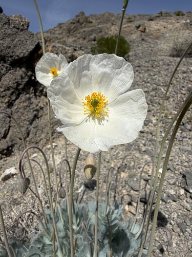 white bear poppy (Arctomecon merriamii)