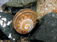 Pagurus novizealandiae