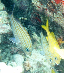 Haemulon carbonarium