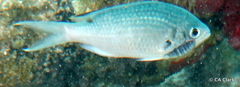 Image of Anilocra chromis