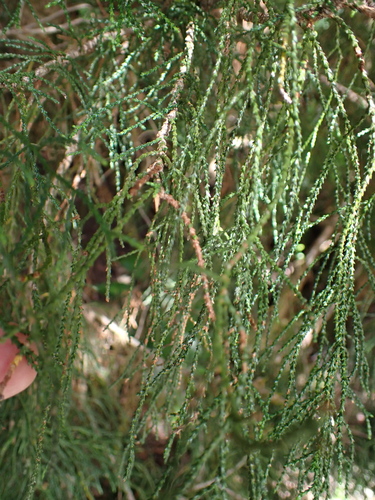 Lagarostrobos franklinii