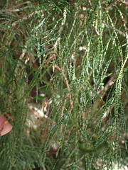 Lagarostrobos franklinii