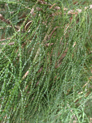 Lagarostrobos franklinii, photograph 2