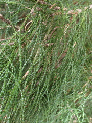 Lagarostrobos franklinii, photograph author not stated, no rights reserved