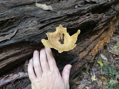 Pleurotus tuber-regium