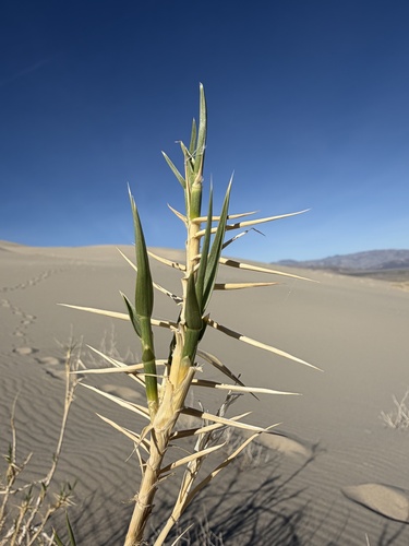 Eureka Valley dune grass (Swallenia alexandrae)