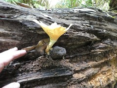 Pleurotus tuber-regium